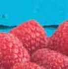 Himbeeren bei EDEKA im Pleinfeld Prospekt für 1,49 €