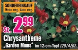 Chrysantheme Garden Mums von  im aktuellen Hornbach Prospekt für 2,99 €