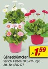 toom Baumarkt Helferskirchen Prospekt mit  im Angebot für 1,59 €