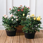 Rosier - Super U à Vaulx-en-Velin Rosier en promo chez Super U Vaulx-en-Velin à 9,99 €