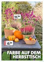 Aktueller Moubis Pflanzenhof Prospekt mit Kürbis, "MACH DEINEN GARTEN HERBST-FIT", Seite 5