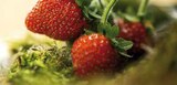 Aktuelle Erdbeeren Angebote bei Globus-Baumarkt in Würzburg Aktuelles Erdbeerpflanze Angebot bei Globus-Baumarkt in Würzburg ab 2,89 €