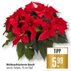 Weihnachtssterne Busch Angebote bei Marktkauf Filderstadt für 5,99 €