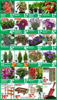 Lavendel im Wreesmann Prospekt "DEIN SAISON- & SONDERPOSTENMARKT!" mit 20 Seiten (Dresden)