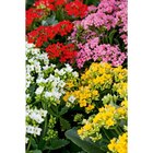 Kalanchoé - Carrefour Kalanchoé à 8,49 € dans le catalogue Carrefour