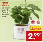 Kaffeepflanze im Angebot bei Netto Marken-Discount in Straubing Kaffeepflanze Angebote bei Netto Marken-Discount Straubing für 2,99 €