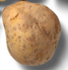 Kaufland Oststeinbek - Speisekartoffeln Angebot im Prospekt Speisekartoffeln bei Kaufland im Oststeinbek Prospekt für 0,79 €