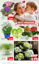 Hortensie im Kaufland Prospekt in Iserlohn Aktueller Kaufland Prospekt mit Hortensie, "Aktuelle Angebote", Seite 25