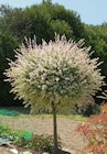 Saule crevette - Jardiland à Créteil Saule crevette en promo chez Jardiland Créteil à 34,99 €