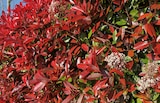 Photinia "Carré Rouge" en promo chez Jardiland Calais à 4,99 €