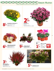 Promos Chrysanthèmes dans le catalogue "BIEN AU CHAUD" de Auchan Hypermarché Chrysanthèmes en promo dans le catalogue Auchan Hypermarché à la page 37