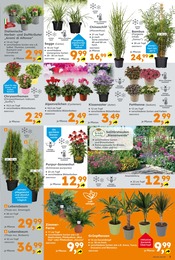 Aktueller Globus-Baumarkt Prospekt mit Blumen, "Immer eine Idee besser", Seite 3