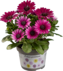 Ostéospermum en promo chez Lidl Vitry-sur-Seine à 1,13 €