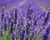Aktuelle Lavendel Angebote bei OBI in Nürnberg Aktuelles Lavendel Angebot bei OBI in Nürnberg ab 3,99 €