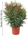 Laurier rose 90 à 100 cm en promo chez Castorama Béziers à 19,90 €