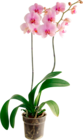 ORCHIDÉE 2 BRANCHES - SANS MARQUE - Auchan Hypermarché à Strasbourg ORCHIDÉE 2 BRANCHES - SANS MARQUE en promo chez Auchan Hypermarché Strasbourg à 8,99 €