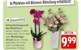 EDEKA Kröppen - Schmetterlingsorchidee Multiflora oder Muttertagsstrauß Angebot im Prospekt Schmetterlingsorchidee Multiflora oder Muttertagsstrauß bei EDEKA im Kröppen Prospekt für 9,99 €