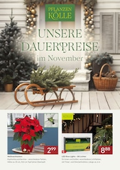Aktueller Pflanzen Kölle Garten & Pflanzen Prospekt in Erlangen und Umgebung, "UNSERE DAUERPREISE IM NOVEMBER" mit 2 Seiten, 01.11.2025 - 30.11.2025