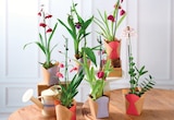 Orchidée 1 tige en promo chez Super U Besançon à 8,99 €
