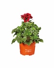 Pelargonium en promo chez Lidl Versailles à 2,79 €