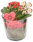 Dekorierte Kalanchoe im Glas Angebote bei Penny Hamburg für 6,99 €