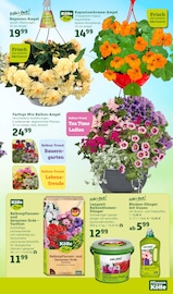 Ähnliches Angebot bei Pflanzen Kölle in Prospekt "Doppelte Liebe, doppeltes Fest!" gefunden auf Seite 7