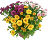 Aktuelle Blumen Angebote bei E center in Darmstadt Aktuelles Chrysanthemen Sunset & Skyfall Trios Angebot bei E center in Darmstadt ab 2,49 €