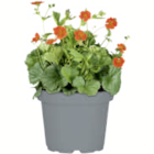 Stauden Angebote bei toom Baumarkt Amberg für 6,99 €