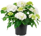 Hortensie XL Angebote von REWE Beste Wahl bei REWE Siegen für 9,99 €