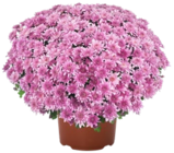 Chrysanthemen-Busch XL im Angebot bei Kaufland in Schorndorf Chrysanthemen-Busch XL Angebote bei Kaufland Schorndorf für 4,99 €
