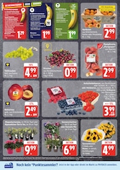 Blumen im EDEKA Prospekt in Flensburg Aktueller EDEKA Prospekt mit Blumen, "Top Angebote", Seite 2