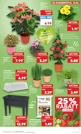 Blumenerde im Kaufland Prospekt in Hoyerswerda Aktueller Kaufland Prospekt mit Blumenerde, "Aktuelle Angebote", Seite 15