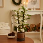 Promo Dendrobium à 12,99 € dans le catalogue Carrefour à Châtenay-Malabry