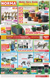 Teppich Angebot im aktuellen Norma Prospekt auf Seite 1