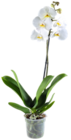 Orchidee Angebote bei Kaufland Duisburg für 7,99 €