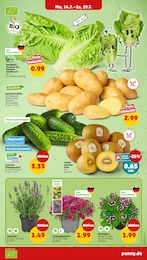 Blumen Angebot & Preis im aktuellen Penny Prospekt Blumen Angebot im aktuellen Penny Prospekt auf Seite 3