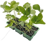 Erdbeeren Sorte Ostara Angebote bei REWE Suhl für 8,99 €