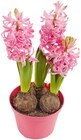 Aktuelles Hyazinthe Angebot bei Penny in Hagen (Stadt der FernUniversität) ab 1,99 €