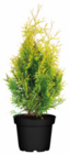 Konifere Angebote bei ROSENGUT Langerwisch Potsdam für 2,99 €