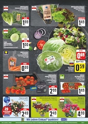 Pflanzen im EDEKA Prospekt in Aalen Aktueller EDEKA Prospekt mit Pflanzen, "Wir lieben Lebensmittel!", Seite 7