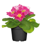 Kissen-Primel  im aktuellen OBI Prospekt für 1,19 €