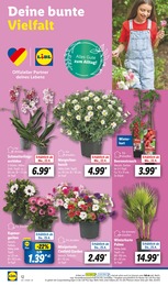 Blumen Angebot im aktuellen Lidl Prospekt auf Seite 4