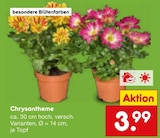Chrysantheme im Angebot bei Netto Marken-Discount in Pforzheim Chrysantheme Angebote bei Netto Marken-Discount Pforzheim für 3,99 €