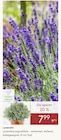Lavendel im Angebot bei Pflanzen Kölle in Hamburg Lavendel Angebote bei Pflanzen Kölle Hamburg für 7,99 €