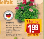Aktuelles Geranien Angebot bei REWE in Offenbach (Main) ab 1,99 €