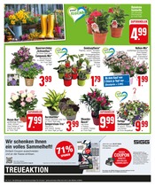 Ähnliche Angebote wie Obstbaum im Prospekt "Preiswertes & Hochwertiges" auf Seite 4 von EDEKA in Ravensburg