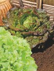 Plants de salade dans le catalogue Super U