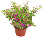 Kaufland - Japanische Scheinmyrthe Angebot im Prospekt Japanische Scheinmyrthe bei Kaufland im Prospekt "" für 1,59 €