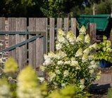 Rispenhortensien Angebote bei Garten-Center Nordharz GmbH & Co. KG Goslar für 13,99 €
