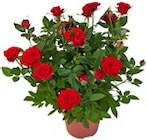 Rose bei Kaufland im Prospekt  für 2,99 €